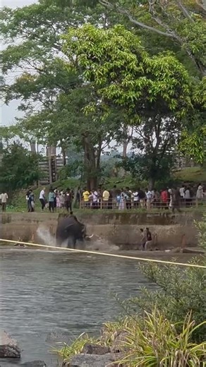 Dubare Elephant Camp Safety Warning ⚠️ Wildlife Is Unpredictable
