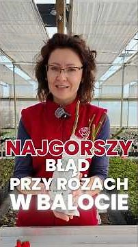 Dlaczego róże w balocie się nie przyjęły? Oto jeden z powodów. 🌹📦