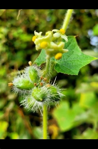 Public Enemy No. 1: The Invasive Plant Wrecking Our Ecosystem!
