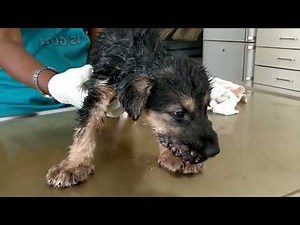 Mangoworm Horror, Parasites