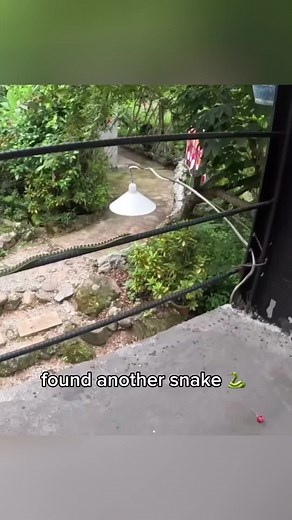 Identifying Different Types of Snakes in Nature