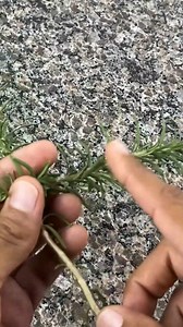 Mix aloe with rosemary, and thank me forever! | Tips and Tricks