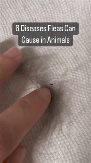 14K views · 84 reactions | 喝 Fleas are small bloodsucking insects...
