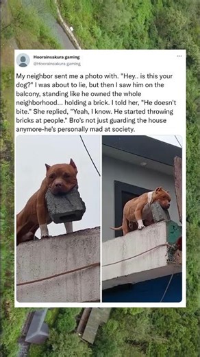 My neighbor sent me a photo with, "Hey is this your dog?"