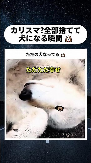 野生を忘れてしまった猛獣たちの衝撃映像