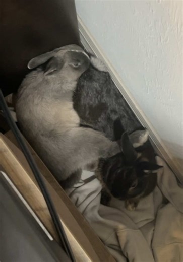 Cuddle Wuddle: The Comfiest Experience Ever