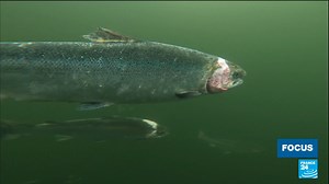 Scottish salmon is sold all over the world, but the fish come from breeding farms with methods that are condemned by environmental groups. The intensive farming of salmon, in large pens where there are too many fish, leads to them dying before they reach adulthood, mainly because of a flesh-eating parasite: sea lice ⤵️ | FRANCE 24 English