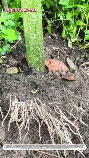 Harvesting Porang: How Traditional Tool Transforms Root Into Crop 