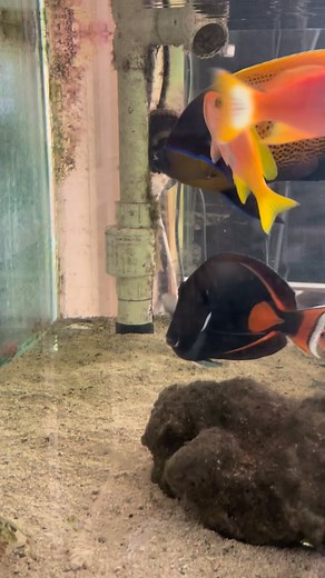 🐠 Transparency Isn’t Optional — It’s Our Standard. At Anything QT, we don’t just talk clean tanks — we show them and show our fat eating healthy fish. ✅ WYSIWYG: What You See Is What You Get. ✅ Feeding Proof: Every fish eats before it ships. No excuses. ✅ Pathogen-Free Guarantee: ICK, Velvet, and Uronema? Not here. ✅ No Copper. No Formalin. No Pretend QT. We believe in real quarantine — no shortcuts, no hidden meds, just effort and integrity. Before you buy, ask: 1️⃣ Is the fish eating? Can I g