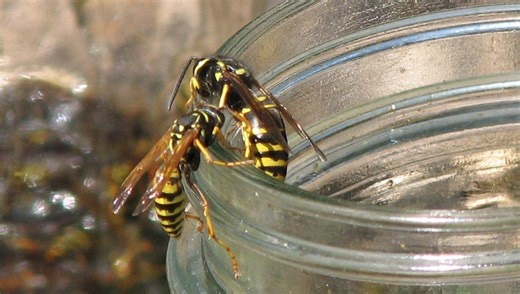 As you're outdoors this summer, watch out for these hazardous plants and animals in Iowa