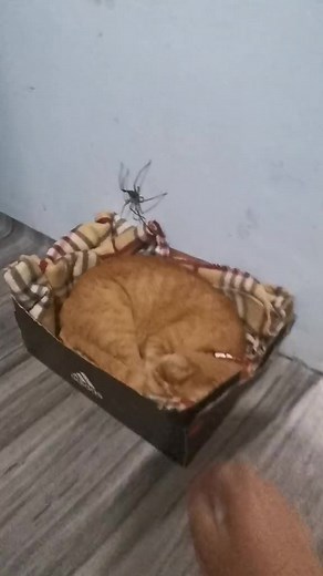 Cat🙄 Like & follow for more 🕷️🕷️ #omg #spider #tarantula #fyp #aracnophobia #cat #catsoftiktok #bigspider