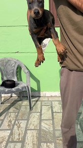 Blue doberman | 7Dogs