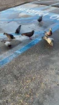 California Indio weather