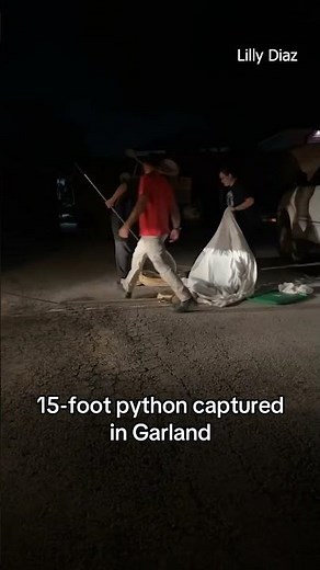 15-foot python captured in Garland