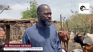 499 reactions · 100 shares | Fort de son expérience dans le secteur pendant des années, Idrissa Bétail est spécialisé dans l'exportation de bétails partout en Afrique de l'ouest. La dernière livraison que nous avons faites était destinée à des clients du Burkina, Bouaké, Yamoussoukro et Abidjan. Plus de détails dans la vidéo. N’hésitez pas à nous contacter pour toute question sur nos activités. Contact : +227 96221583  Reportage : ABIB DIGIT | Idrissa Bétail | Facebook