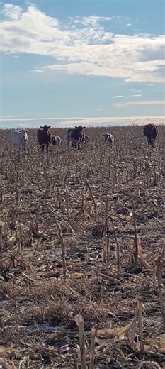 Assorted Cattle mooing and watching from the field 🐮