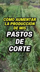 Pasturas Tropicales on Instagram: "🤔Cómo aumentar la producción de mis pastos de corte? 🌿Los pastos de corte son una verdadera fuente de reserva de forraje para tu ganadería y funcionan muy bien como un banco de comida para la temporada seca, y en el día a día de la alimentación del ganado en tu empresa ganadera. 👉Sigue estas recomendaciones para obtener el máximo rendimiento 1. Para la siembra debes escoger un lugar de buena fertilidad, en lo posible cerca del establo, donde puedas aprovecha