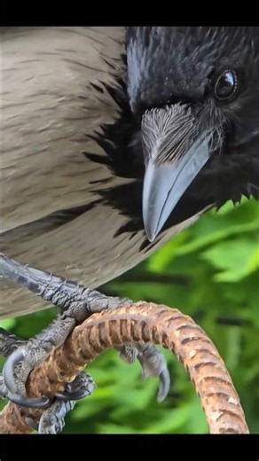 This Crow Is Acting SO Weird! 🙃🐦‍⬛