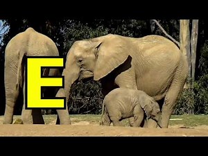 ALPHABET ANIMALS - PHONICS - ALPHABET SONG -KID Compilation (Parts 23 - 31) STAY HOME # With ME