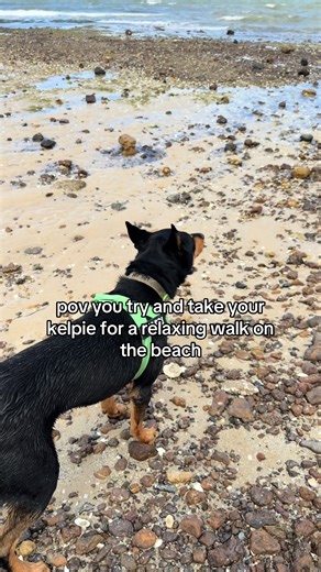 Why Kelpies Bark at Everything