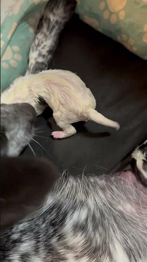 Newborn Puppy Birth Moments | Momma Dog Instinctively Cares for Her Babies