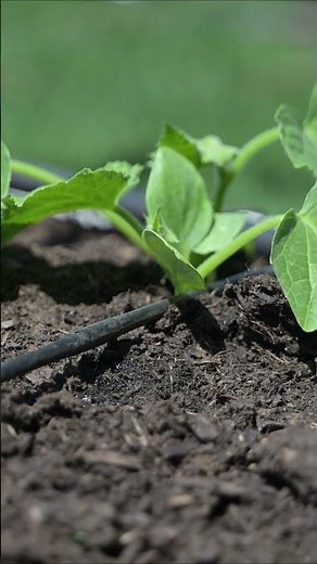 Easy Drip Irrigation Setup for Raised Garden Beds 🌱💧