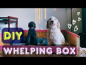 How to Build a DIY Whelping Box for Medium to Large Dogs (Goldendoodle Pregnancy)