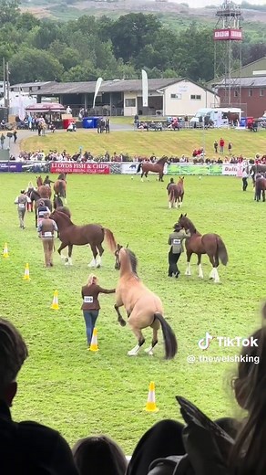Countdown to the Royal Welsh Show 2025 Begins