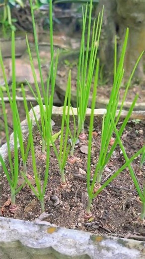 How to grow onions in pots