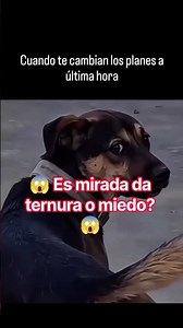 😱 I still can't get over how this dog bared its teeth at him ...🤭🤣 #doglove #funnydog #shortvideo
