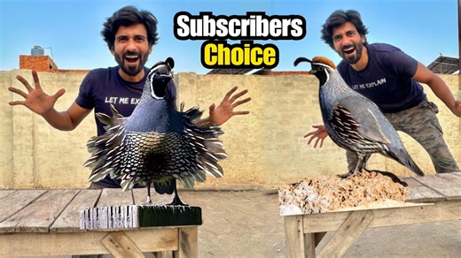 Californian Quail Ly Aye 😀 #pet #pets #californianquail #californian #quail #batera #bird #petvlog #petsvlog #petvlogging #vlogger | 100 Kaam Hain