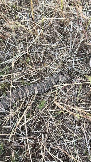 Young Cottonmouth with nice pattern! #herping #snake #reptiles #wildlife #venomous