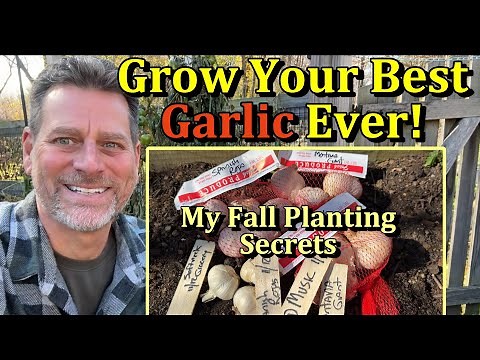 A Fall Garlic Planting Guide & My 2 Tips (Step by Step for Amazing Flavor & Large Bulbs)