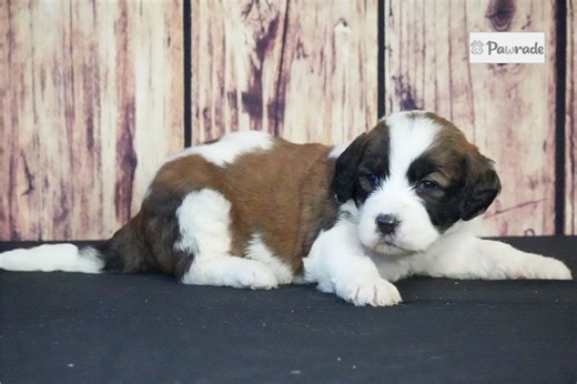 Azalia - Saint Berdoodle Puppy F1C8F1