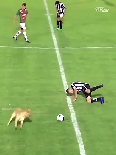 Animals Moments in Football