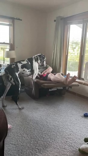 Big lap dog life. #BigDog #LapDog #GreatDane | Larry_the_great_dane