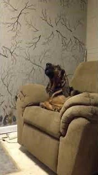 Bloodhound Howl