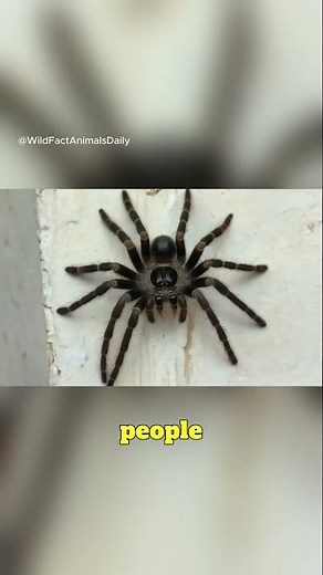 Did You Know This Spider Hunts Without Webs? 😳