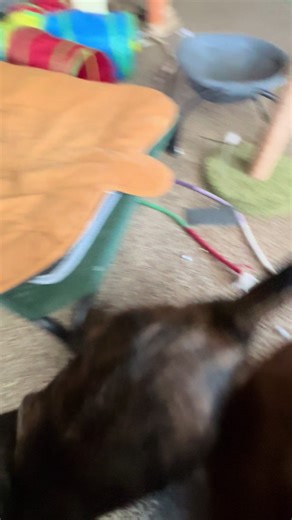 Good Morning Moments with Momma and Her Babies