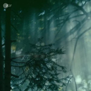 Geister und mysteriöse Rituale: "Waldgericht“ – der neue Schwarzwaldkrimi. Jetzt in der ZDFmediathek! | ZDF