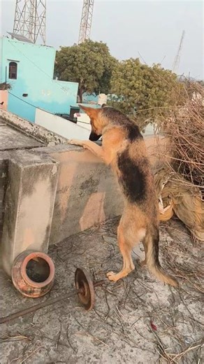 jerry sher 😂 #gsds #funny #germanshepheard #music #trending #reelviral