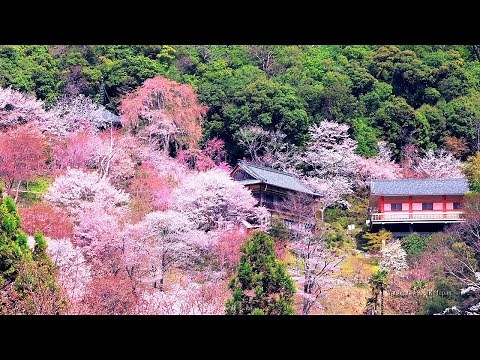 4K映像 桜の名所「吉野山の千本桜Ⅱ 日本三大桜 」cherry blossom japan 世界遺産 中千本・如意輪寺 日本の美しい四季 春 奈良県吉野町 4月上旬 絶景自然風景 8K撮影