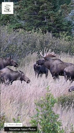 Giant Moose Roam Through Tall Grass Field! #alaska #wildlife #moose