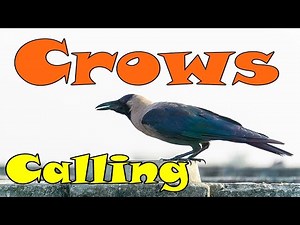 Crows Sound To Attract Crows | CROW CALL