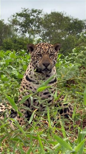 Onça-pintada: futuros reis do Pantanal estão crescendo rápido.