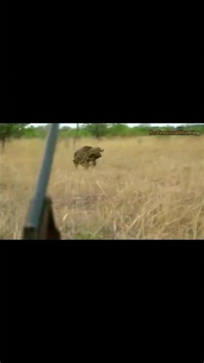 Best Rifles for cow Hunting: Expert Recommendations #Cowhunting #boarhunting #bearhunting