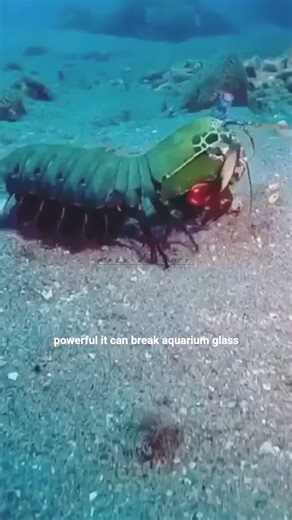 The Shrimp With the Most Powerful Punch 😳🦐 #wildlife