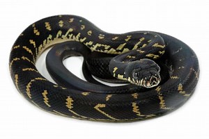Discover the Beautiful Pet Snake That Costs More Than a Purebred Horse