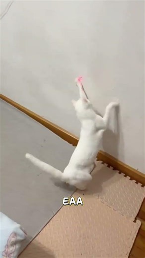 Laser Pen Fun: Watch Cats Go Wild for the Red Dot