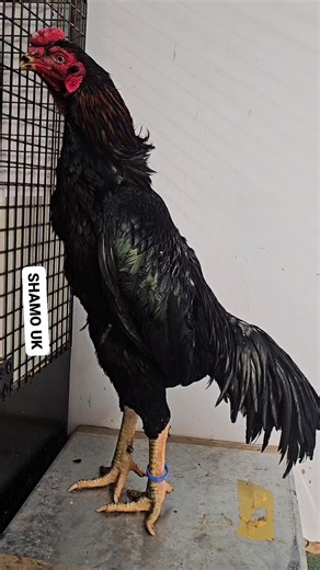 Japanese shamo rooster | SHAMO UK